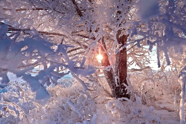 Зимнее утро Мороз и солнце