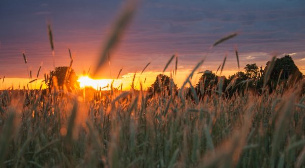 Беларусь поля