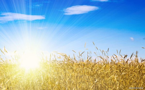 Поле пшеницы