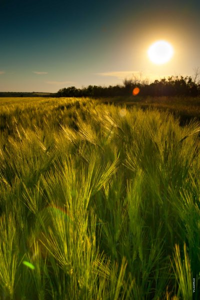 Природа солнце