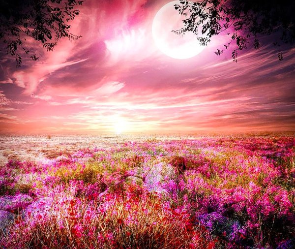 Розовый рассвет