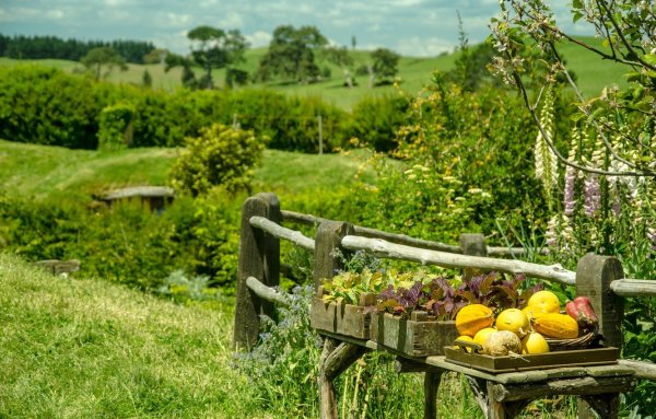 Осень урожай