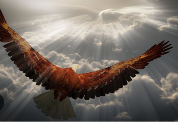 Орел на фоне солнца