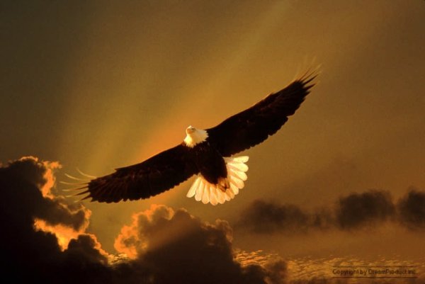 Полет птицы