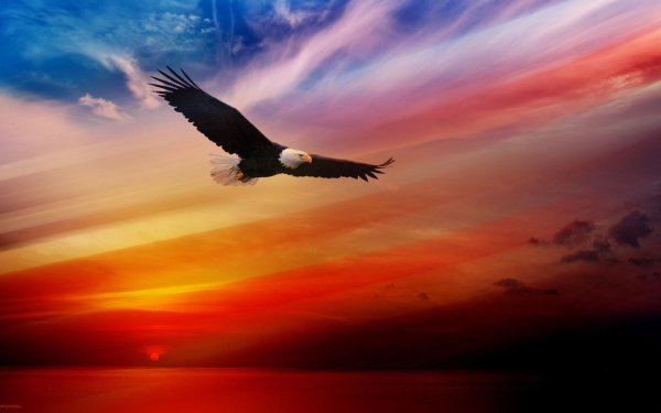 Парящий Орел и солнце