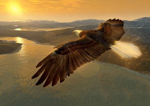 Орел в небе солнце