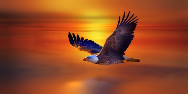 Орел в небе