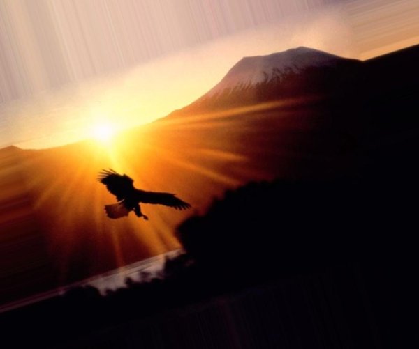 Птица парит в небе