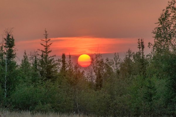 Красный закат в лесу