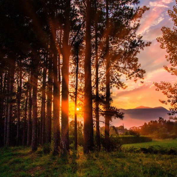 Закат над лесом