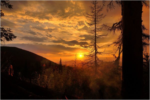 Красивый рассвет в лесу