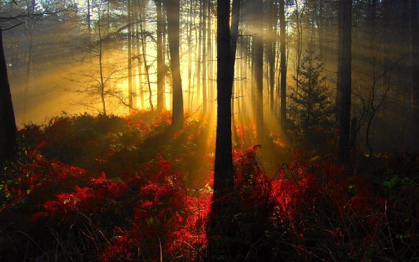 Закат в лесу