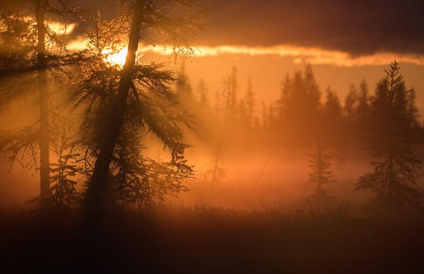 Рассвет в лесу