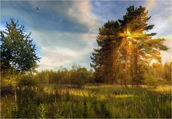Над лесом освещенные солнцем