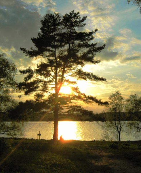 Сосны на закате