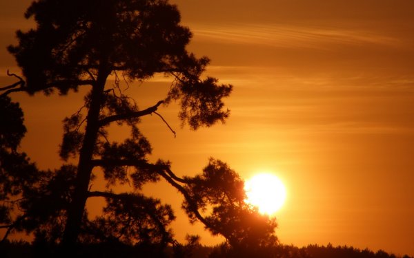 Закат солнца в соснах
