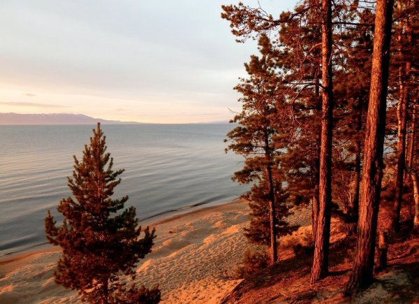 Сосна Бурятия