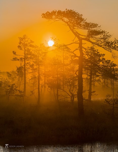 Рассвет туман