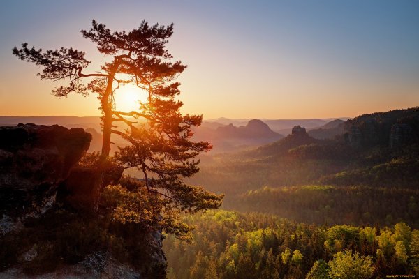 Сосна на фоне заката