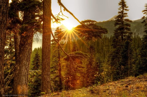 Закат в Сосновом лесу