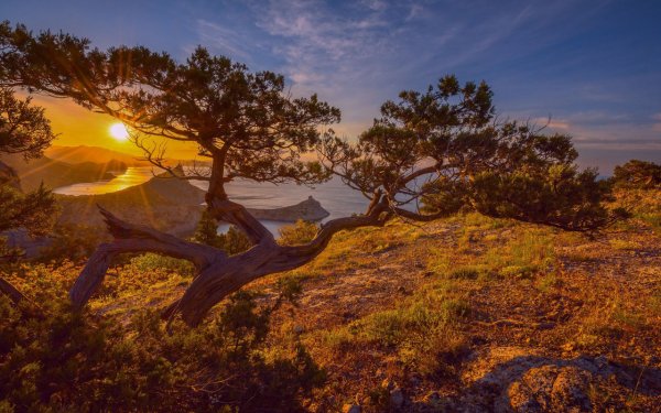 Море сосны горы