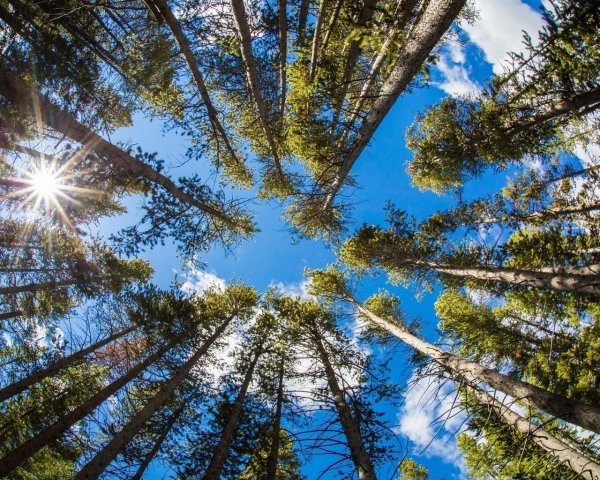 Корабельные сосны снизу вверх