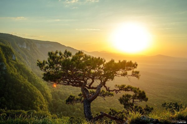 Сосны горы солнце