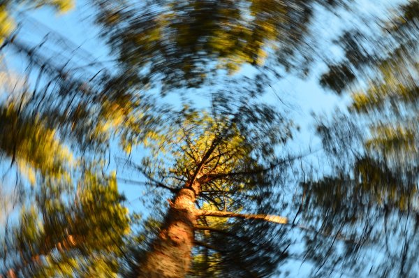 Сосны небо солнце