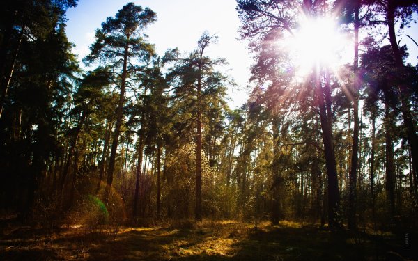 Сосновый лес Марий Эл