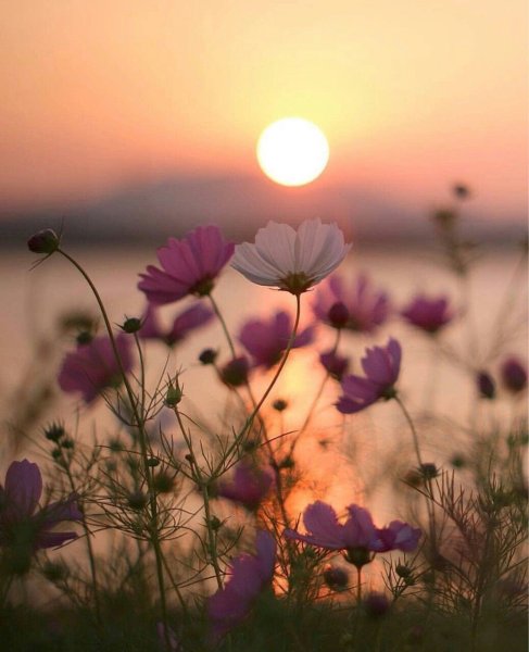 Рассвет с цветами
