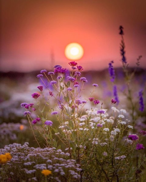 Нежная природа