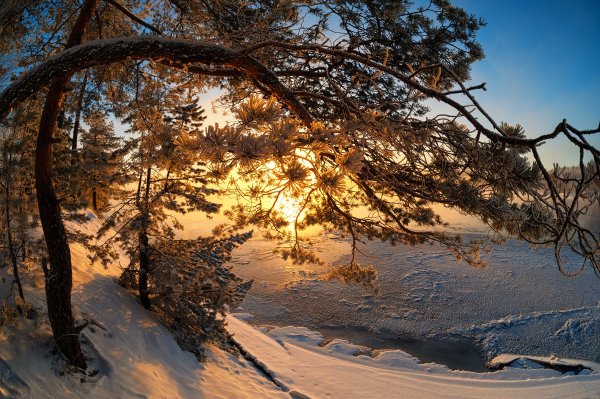 Сосны солнце зима в лесу