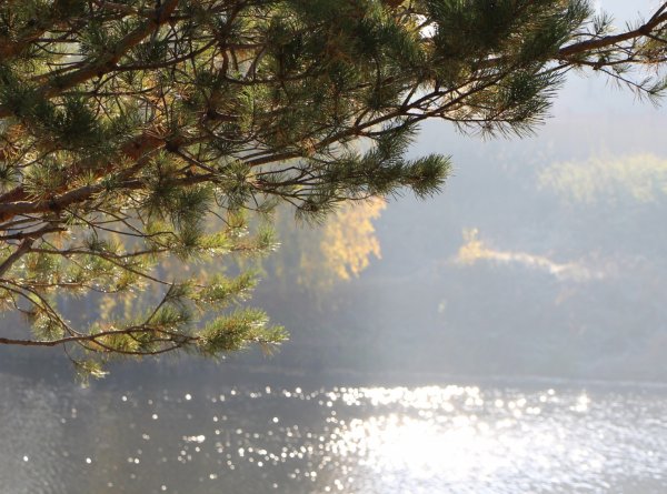 Сосна над водой