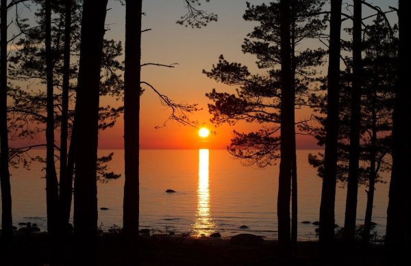 Сосны на закате