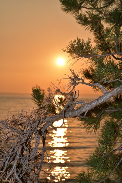 Лес Сосенки Владимир