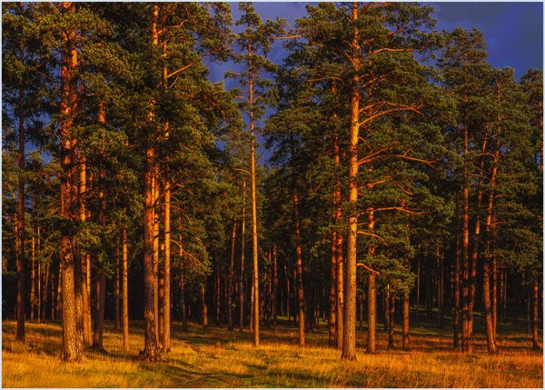 Сосна красная Pinus resinosa