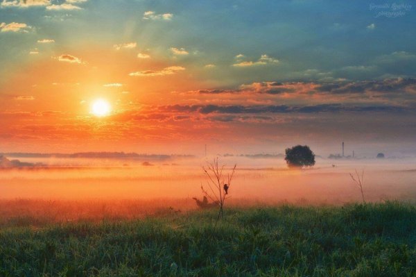 Цветы и солнце