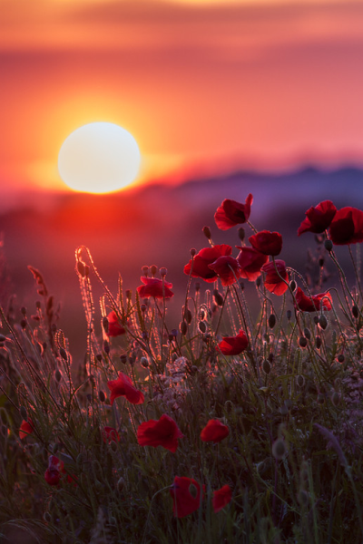 Полевые цветы на рассвете
