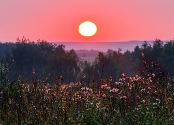 Утро природа