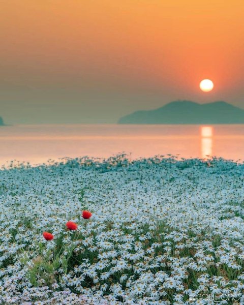 Море закат цветы