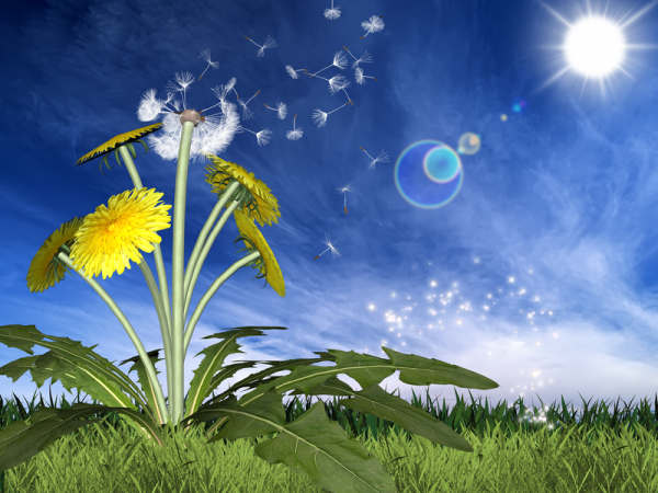 Пушинки одуванчика