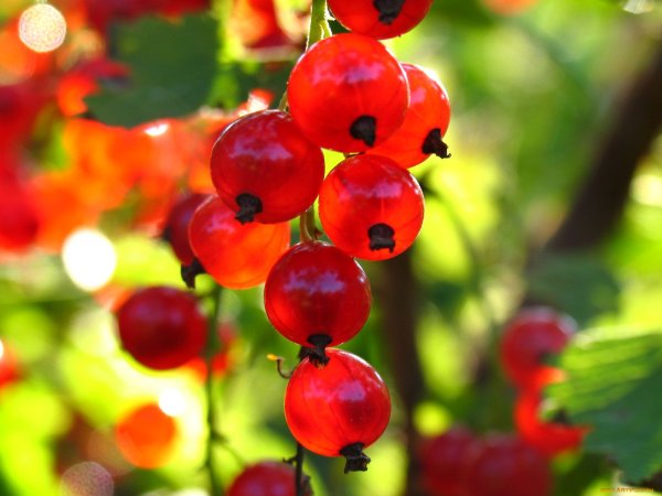 Обои ягода на солнце