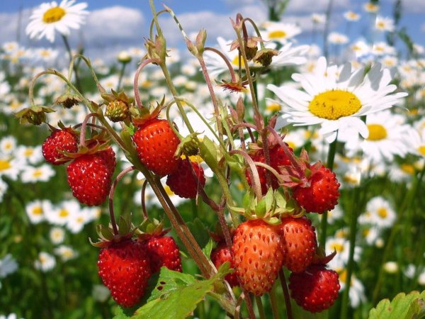 Лето земляника
