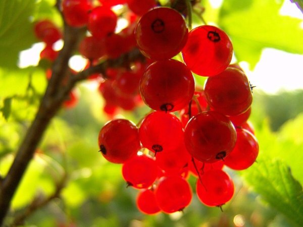 Смородина красная