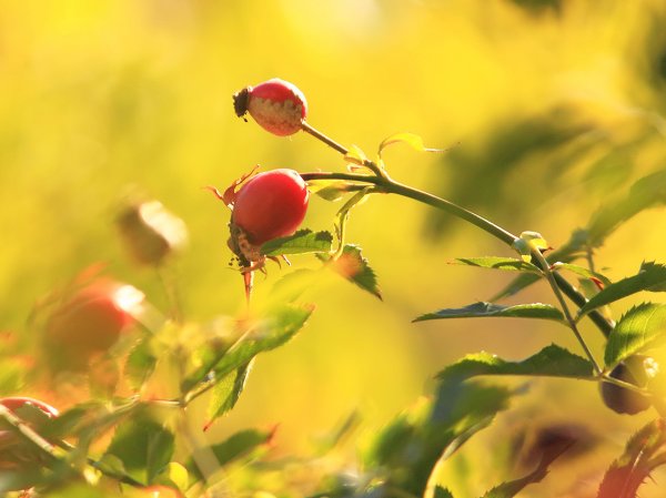 Шиповник и солнце