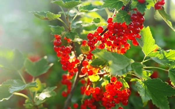 Красная смородина куст с ягодой