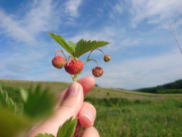 Ягодная Поляна клубника