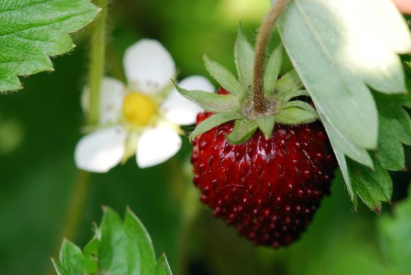 Чашелистик земляники