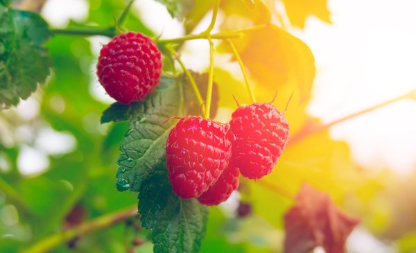 Лес с малиной красивый