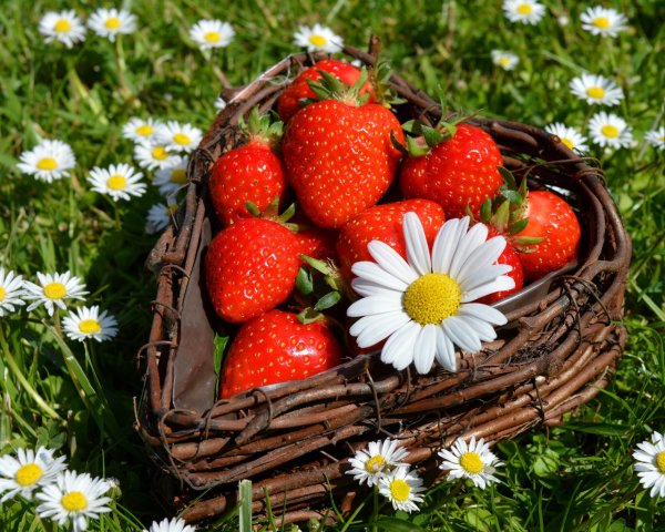 Ромашки и земляника